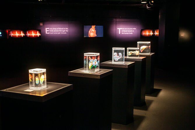 Bodies The Exhibition at the Luxor Hotel and Casino - What Makes This Experience Unique?