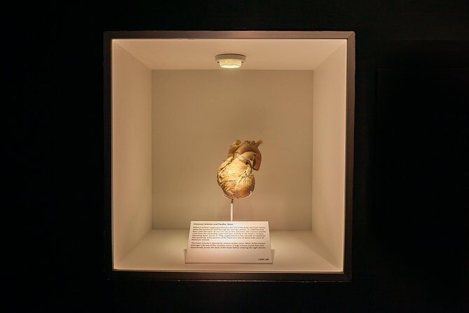 Bodies The Exhibition at the Luxor Hotel and Casino - Accessibility and Practicalities