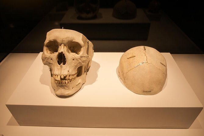 Bodies The Exhibition at the Luxor Hotel and Casino - Cost and Value