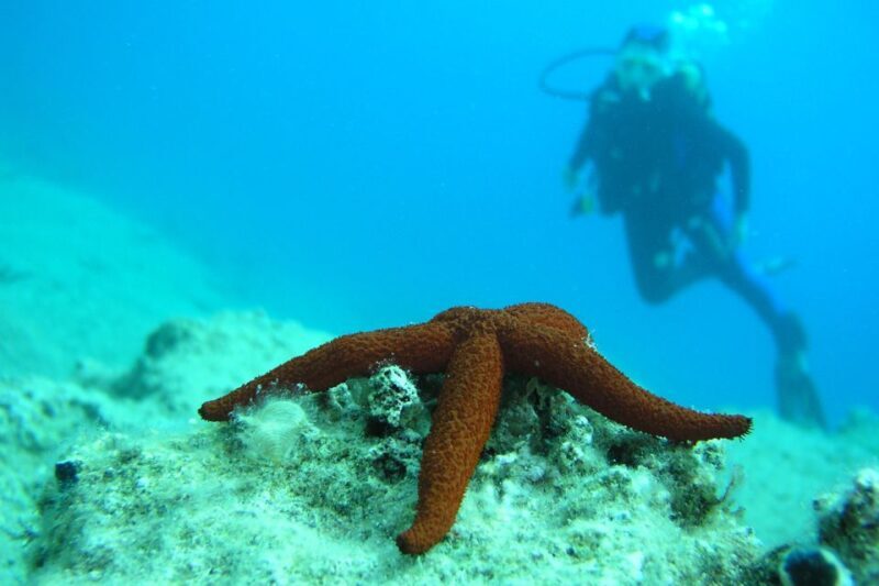Bodrum: Full-Day Scuba Diving Tour - Analyzing the Value