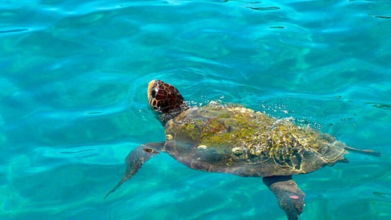 Bodrum Jeep Safari from Bodrum Cruise Port - Key Points