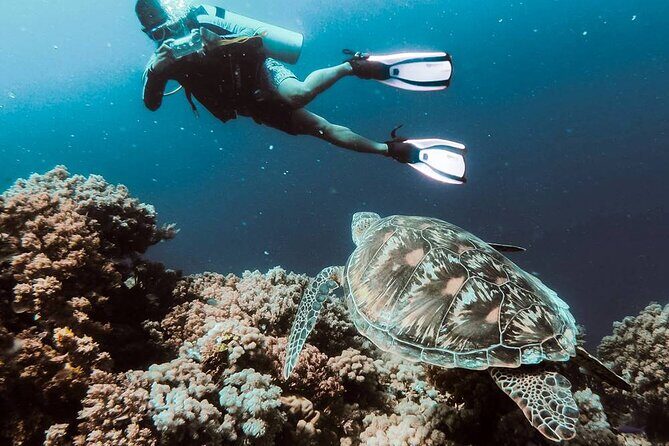 Bodrum Scuba Diving Tour With Free Hotel Transfer By Locals - Key Points