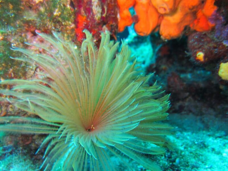 Bodrum: Scuba Diving Trip with Lunch - Practical Details and Recommendations