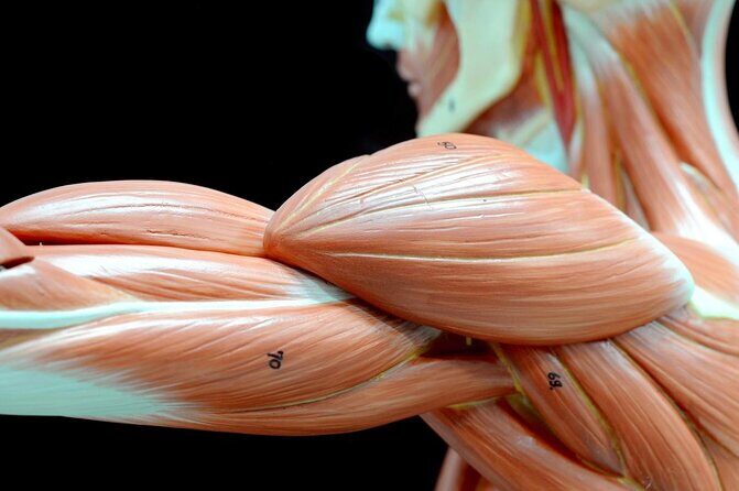 Body Worlds Amsterdam Fast-lane Ticket - Engaging Overview of the Body Worlds Amsterdam Fast-lane Ticket Experience