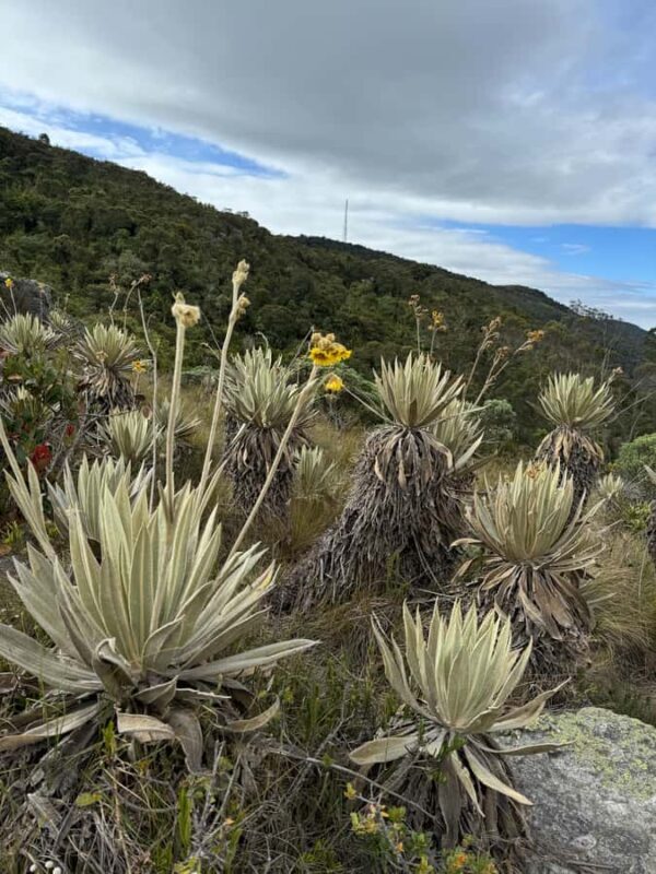 Bogota: Moyas Hike with City Views - Why This Tour Offers Excellent Value