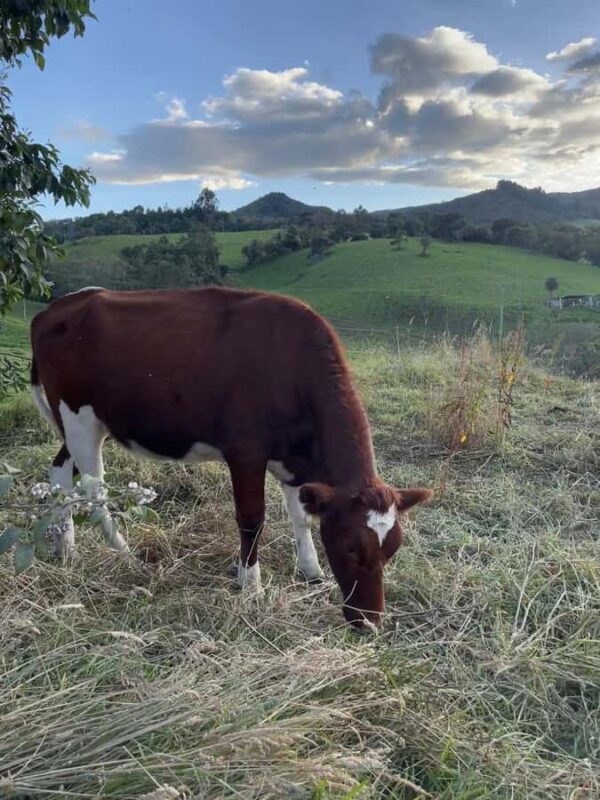 Bogotá: Tour to Guatavita and Salt Cathedral in one day - The Sum Up