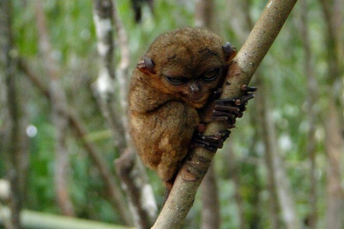 Bohol: Bilar - Night Safari Tour - Who Should Consider This Tour?