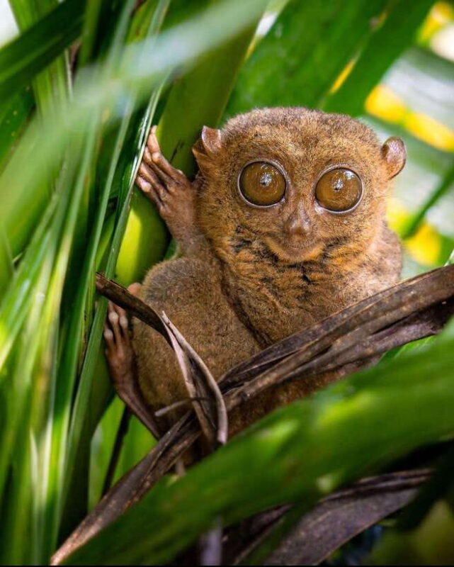 Bohol: Budget Chocolate Hills & Tarsiers -Backpacker Special - In-Depth Look at the Itinerary