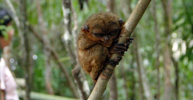 Bohol: Budgeted Country Eco-Cultural Tour - Final Thoughts