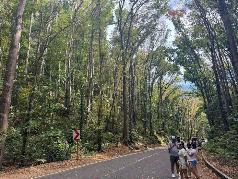 Bohol: Budgeted Countryside with Buffet Lunch Private Tour - Exploring Bohol: A Full Breakdown of the Tour