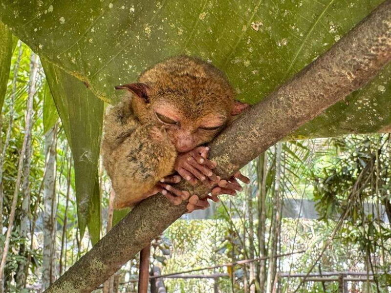 Bohol: Budgeted Countryside with Buffet Lunch Private Tour - Who Should Consider This Tour?