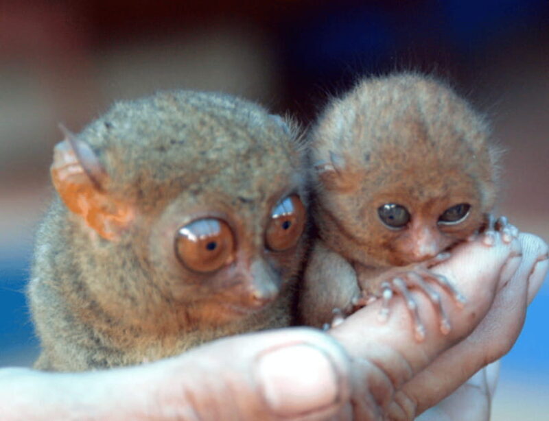 Bohol: Choco Tour & Tarsiers with Lunch - Exploring the Full Day in Bohol: What to Expect