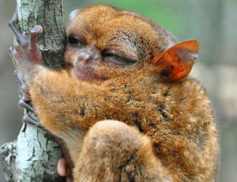 Bohol: Choco Tour & Tarsiers with Lunch - Final Thoughts