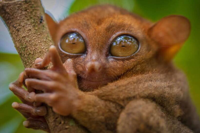 Bohol: Chocolate Hills and Countryside Tour - Key Points