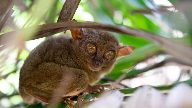 Bohol: Chocolate hills Private Eco-Tours - Why This Tour Delivers Exceptional Value