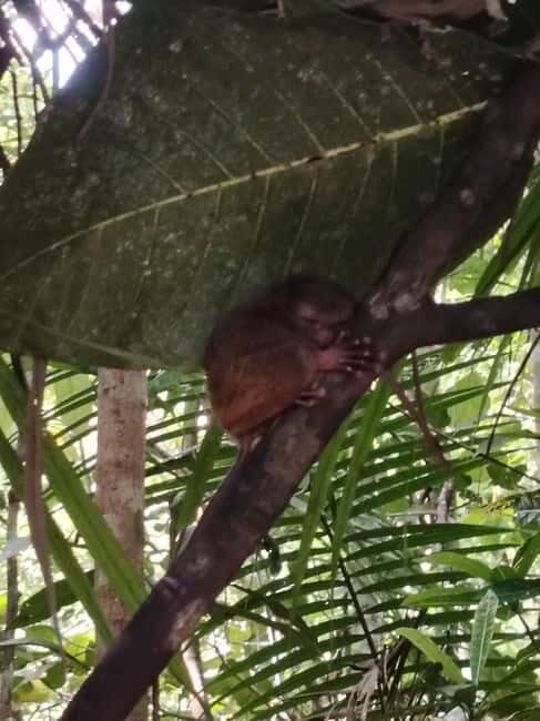 BOHOL: Chocolate Hills, Tarsiers and Loboc River Day Tour - FAQs