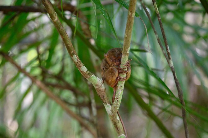 Bohol Chocolate Hills & Tarsiers with roundtrip ferry from Cebu - Key Points
