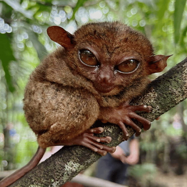 Bohol Chocolate Hills Tour with Loboc River Lunch Buffet - An In-Depth Look at the Bohol Chocolate Hills Tour