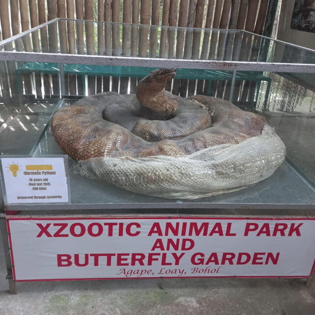 Bohol Chocolate Hills Tour with Loboc River Lunch Buffet - Who is This Tour Best For?