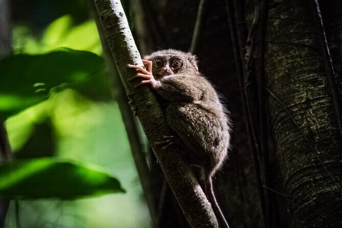 Bohol Country Side Tour - Private w/ Lunch - Visiting Bohol’s Top Sights in One Day