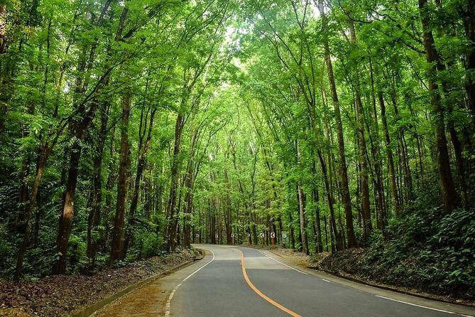 Bohol Countryside Day Tour From Cebu City | Lunch at Loboc River Cruise - An In-Depth Look at the Bohol Countryside Day Tour