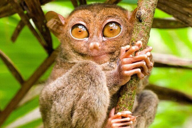 Bohol Countryside Tour to Chocolate Hills and Loboc River - In-Depth Look at the Tour Experience