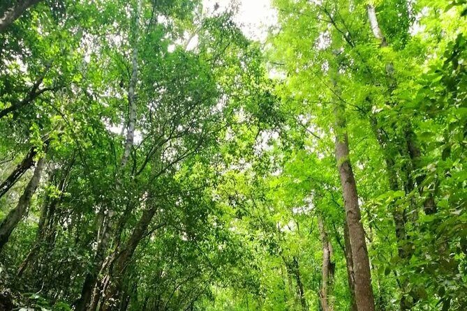 Bohol Countryside Tour to Chocolate Hills and Loboc River - Price, Value, and Optional Extras