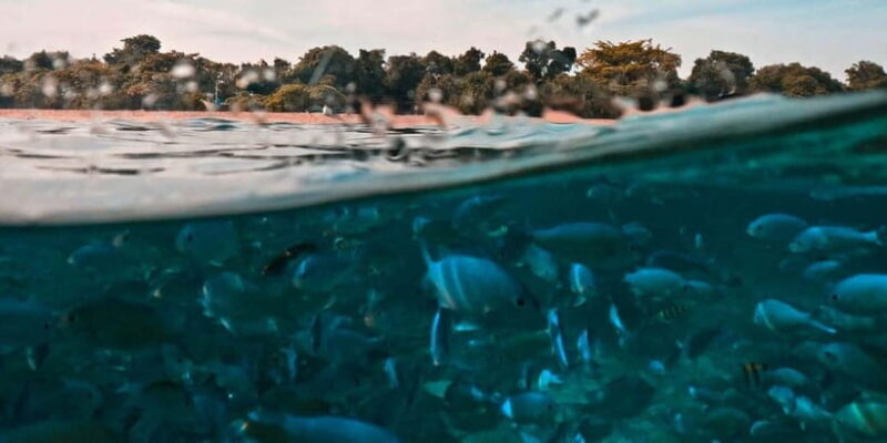 Bohol: Dolphin Watching & Balicasag Island Hopping Tour - Key Points