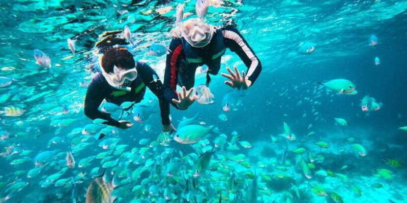 Bohol: Dolphin Watching & Balicasag Island Hopping Tour - The Sum Up: Who Is This Tour Best For?