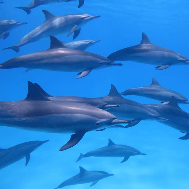 Bohol: Dolphin Watching, Balicasag Island Hopping Tour - Who Should Consider This Tour?