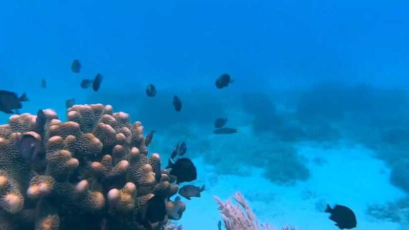 Bohol: Dolphin Watching & Snorkeling at Balicasag Island - Final Thoughts