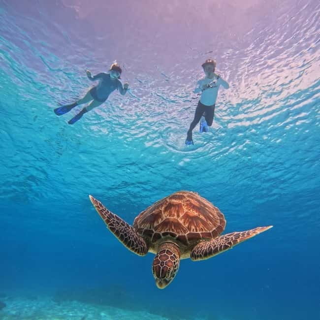 BOHOL: Dolphin Watching, Turtle Swim and Island Party - Authentic Experiences and Traveler Perspectives