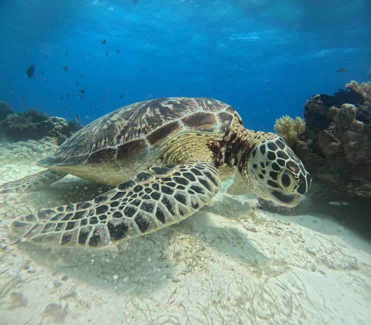 BOHOL: Dolphin Watching, Turtle Swim and Island Party - Who Is This Tour Best For?