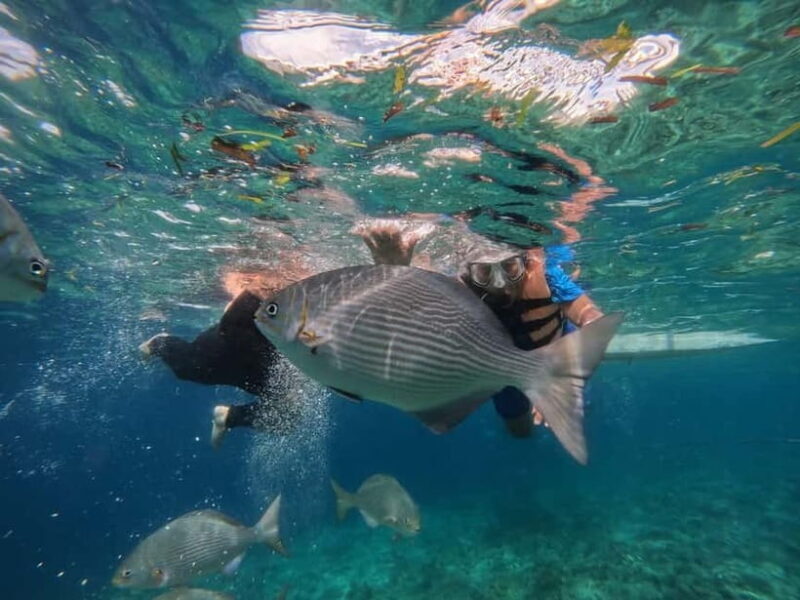 BOHOL: Dolphin Watching, Turtle Swim and Island Party - The Sum Up