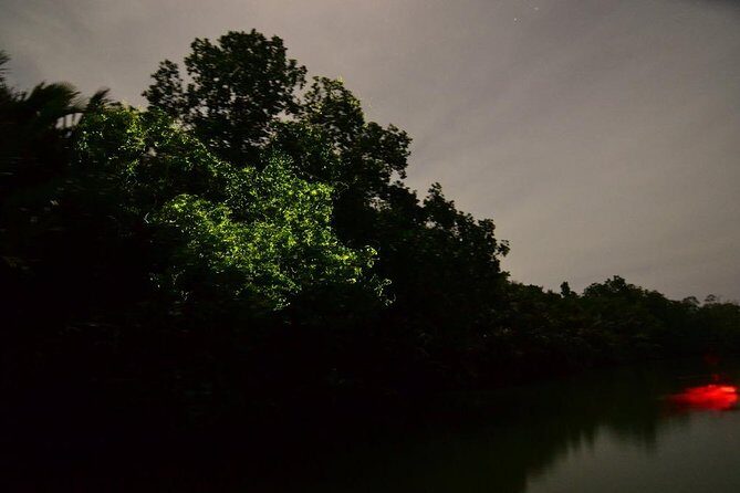 Bohol Firefly Watching (Private) - Key Points