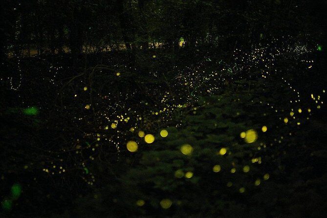 Bohol Firefly Watching (Private) - Who Should Consider This Tour?