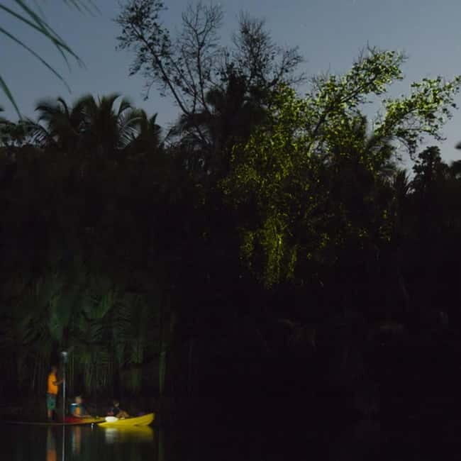 Bohol: Firefly Watching Shared Tour - Bohol: Firefly Watching Shared Tour — A Gentle Nighttime Adventure