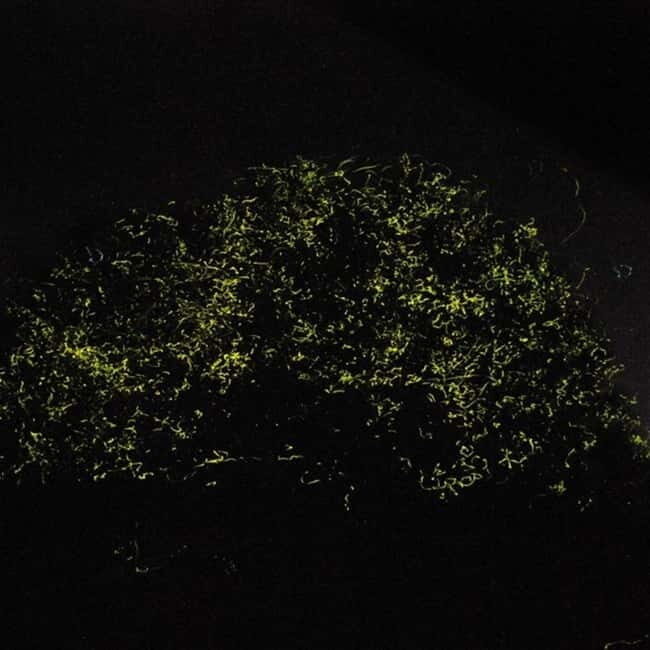 Bohol: Firefly Watching Shared Tour - Final Thoughts: Is It Worth It?