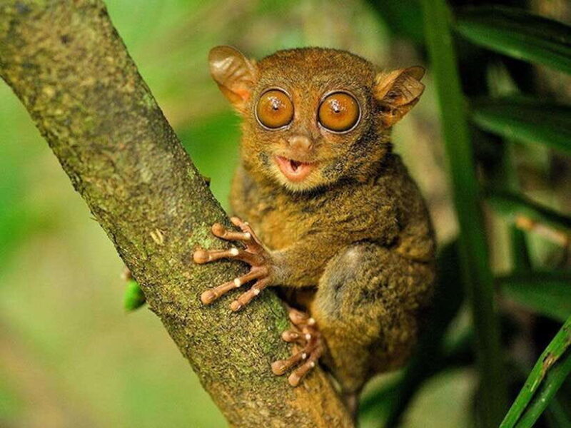 Bohol: Guided Chocolate Hills & Tarsiers Tour - Who Will Love This Tour?