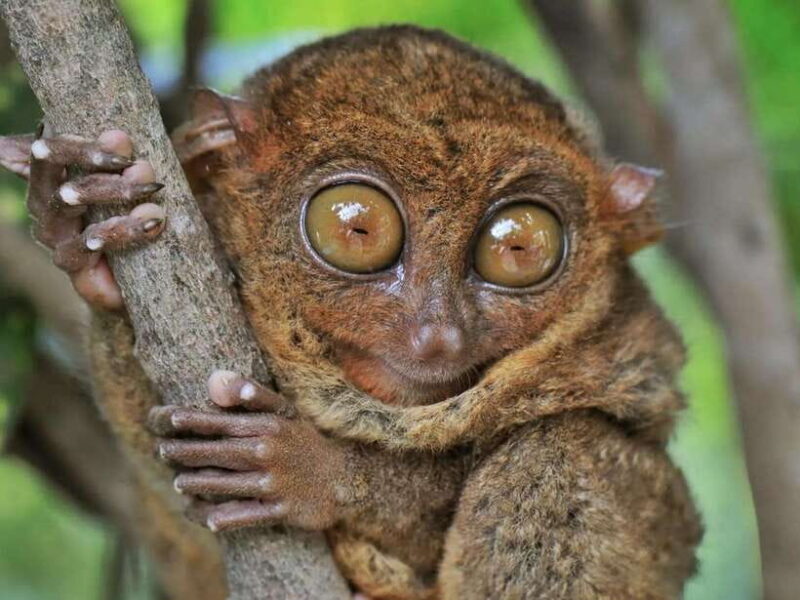 Bohol: Guided Chocolate Hills & Tarsiers Tour - Frequently Asked Questions