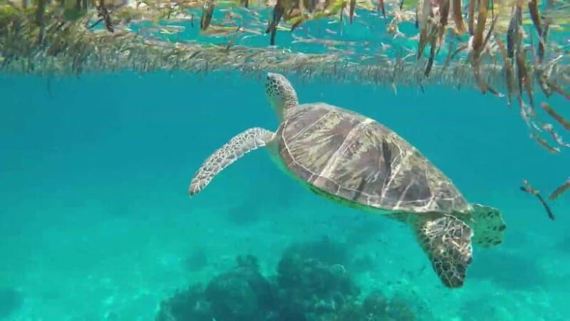 Bohol Island Hopping Tour (Private Tour) - A Deep Dive into the Bohol Island Hopping Experience