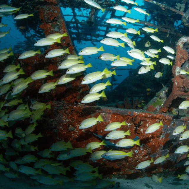 Bohol: Pamilacan Island Fun Dive Experience! - Bohol: Pamilacan Island Fun Dive Experience! — A Practical Guide