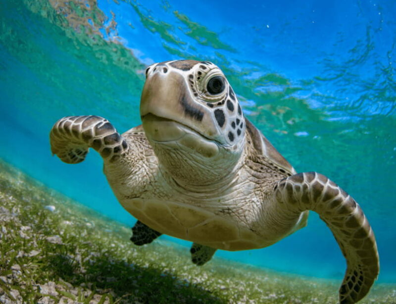 Bohol: Panglao Island Hopping & Dolphin Watching Tour - What You Can Expect from the Tour