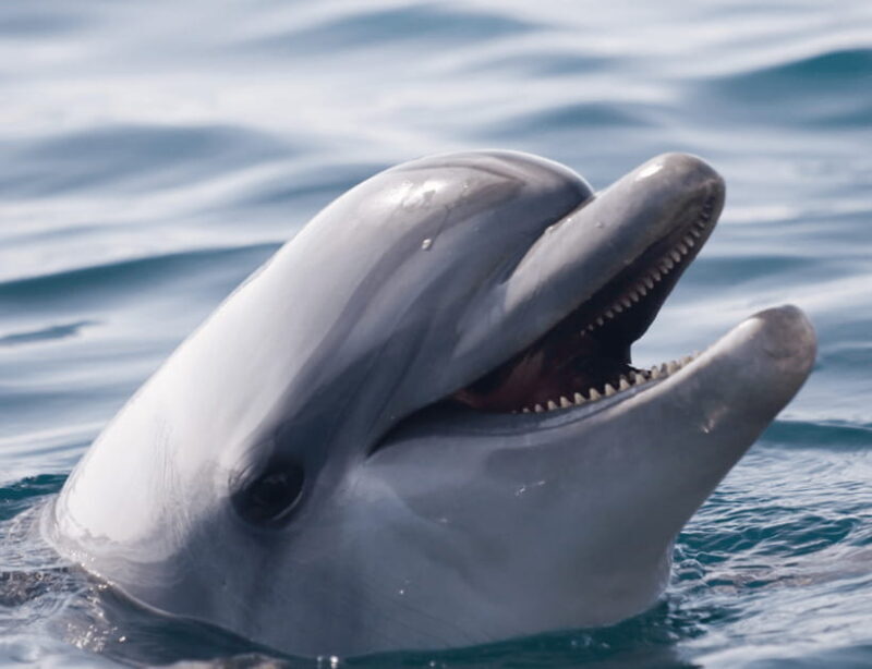 Bohol: Panglao Island Hopping & Dolphin Watching Tour - Authentic Experiences and Authenticity