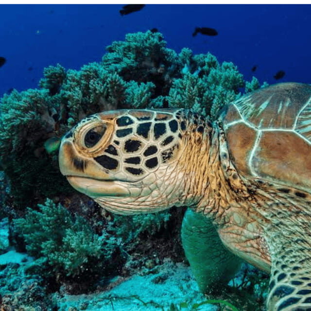 Bohol: Panglao Island Hopping Tour with Snorkeling (Private) - FAQ