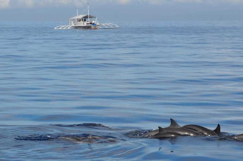 Bohol: Private Balicasag Tour with extra snorkeling time - Final Thoughts: Who Will Love This Tour?