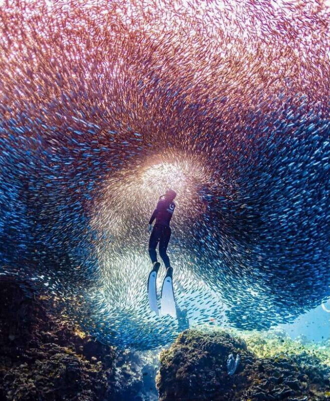 Bohol: Private Sardine Snorkel & Tropical Fish Tour - Key Points