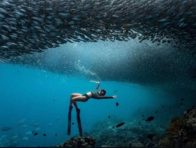 Bohol: Private Sardine Snorkel & Tropical Fish Tour - Discovering the Sardines and Reef in Bohol