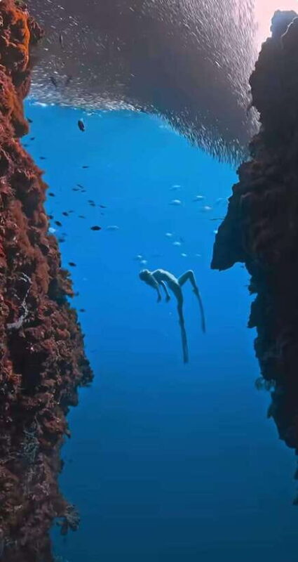 Bohol: Private Sardine Snorkel & Tropical Fish Tour - Summary of the Experience