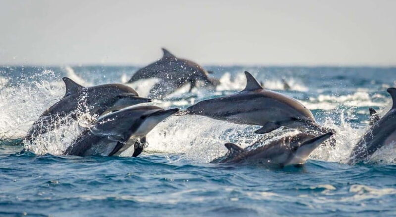 Bohol: Swim with Sea Turtles & Dolphins Island Hopping Tour - FAQ